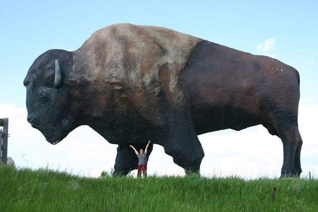 Jamestown Buffalo