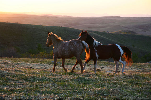 North Dakota Wild Horses