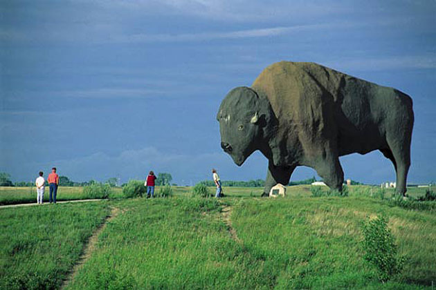 World’s largest buffalo